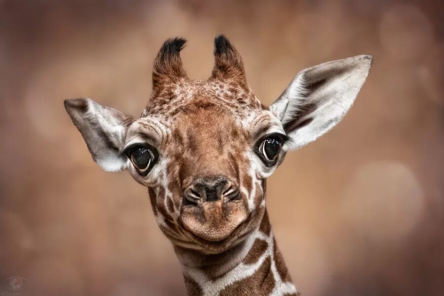 Небо солнце радость. Удивите ясная. Удивите ясная. Рассветная зорька. Девушка светится от счастья.