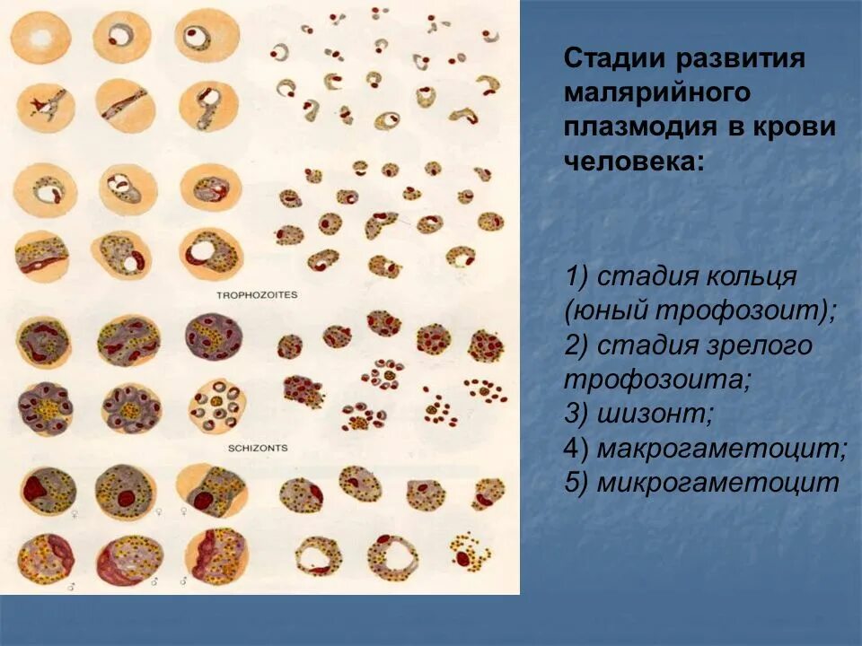Микрогаметоцит это в паразитологии. Микрогаметоцит это в паразитологии