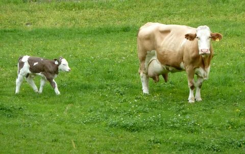 Breed farm