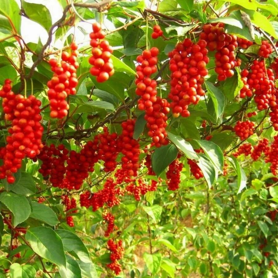 Лимонник китайский характеристика. Лимонник китайский содержит в большом количестве. Лимонник дальневосточный цветение. Лимонник дальневосточный (китайский). Лимонник лиана.