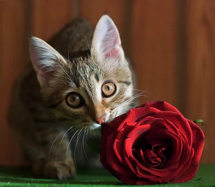 Фотография покажи пожалуйста. Котик с розой. Розы и котенок. Кошки с розами. Котенок с цветочком.