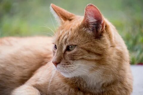 Мир животных кошки