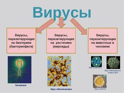 Вирусы картинки биология 5 класс