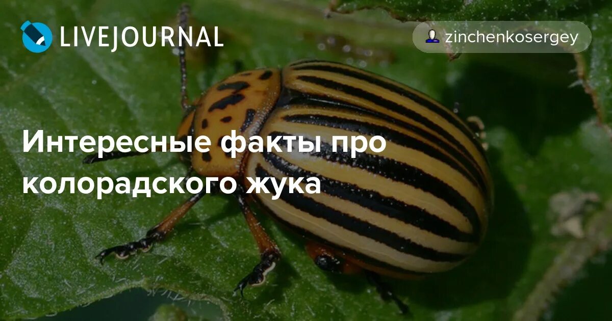 Белокаемчатый жук. Колорадские жуки георгиевские ленточки. Ватники и колорады. Колорадский язык. Колорадский язык.