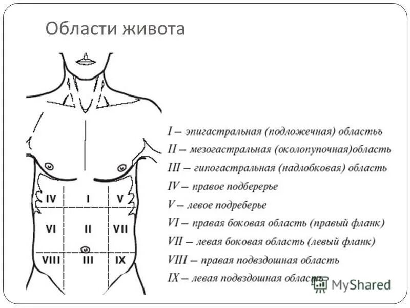 Болит верхняя часть желудка. Отделы брюшной полости анатомия. Топографическая анатомия живота. Зоны брюшной полости схема. Топография области живота анатомия.