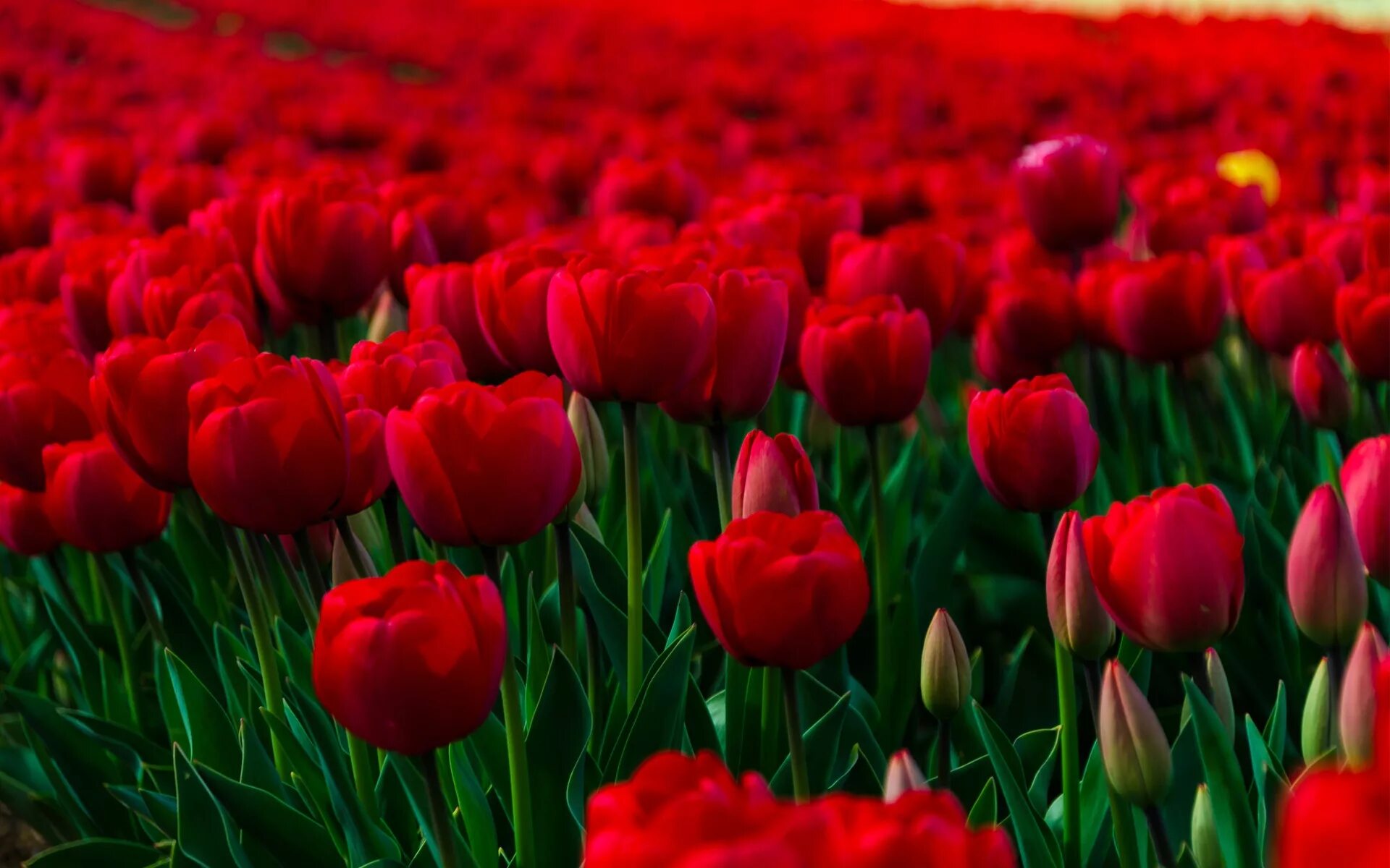 Тюльпан Сайгон. Красные тюльпаны. Шикарные тюльпаны. Цветочки на рабочий стол. Красивые тюльпаны на заставку
