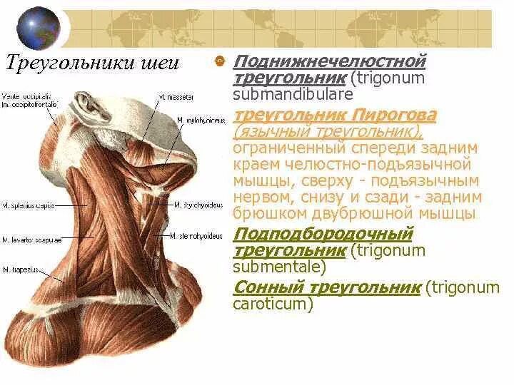 Какое анатомическое образование является дном trigonum lumbale
