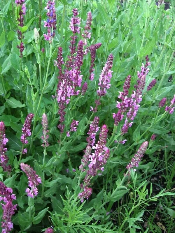Шалфей лекарственный кубанец фото. Шалфей кубанец. Шалфей лекарственный кубанец. Шалфей лекарственный кубанец. Шалфей кубанец.