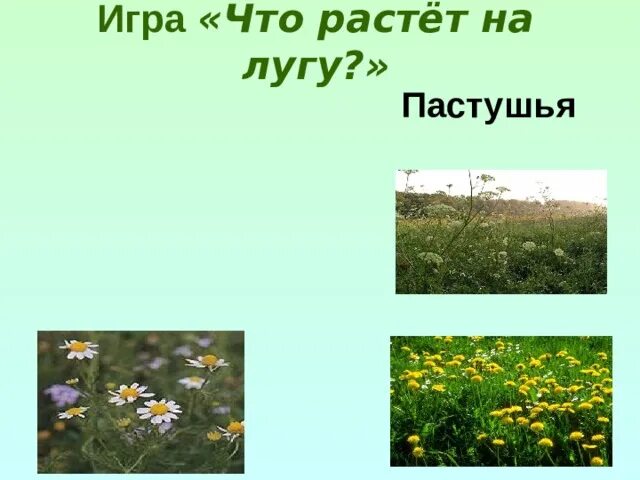 Что растет на лугу. Что произрастает на лугу. Природное сообщество луг. Растения которые живут на лугу. Тест луга 4 класс