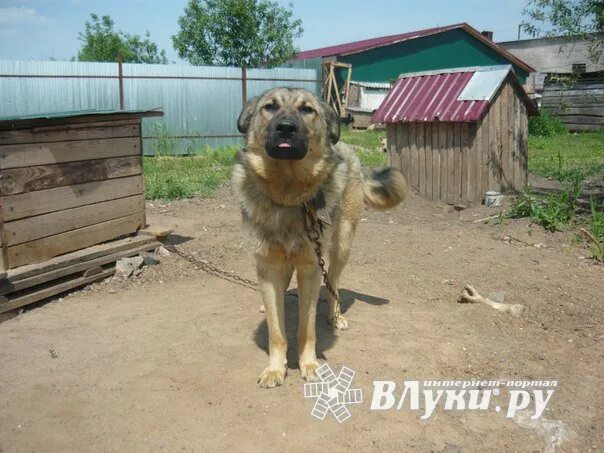 Великие луки собак. Приют для животных великие луки. собачий приют в великих луках. приют для собак в великих луках. приют милый великие луки.