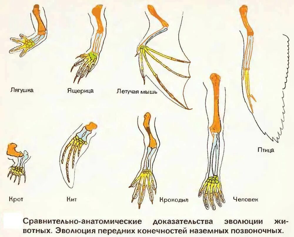 Ласты кита и роющие конечности крота. Сравнительные анатомические доказательства эволюции. Строение пятипалой конечности. Сравнительная анатомия доказательства эволюции. Строение конечностей хордовых животных.