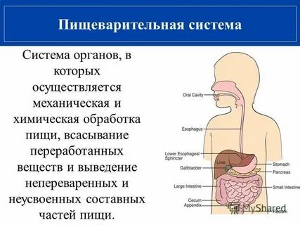 Какой орган участвующий в процессе пищеварения