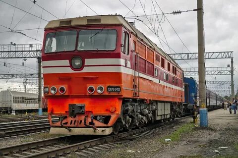 Адлер елец