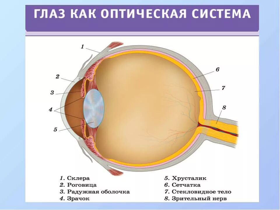 Зрительные элементы