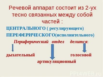 Периферические и центральные системы речи