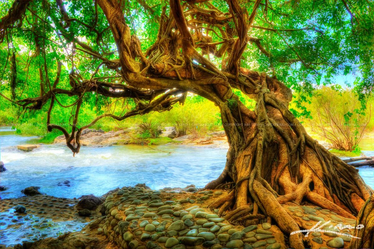 Tree in the river. Tree at the river.