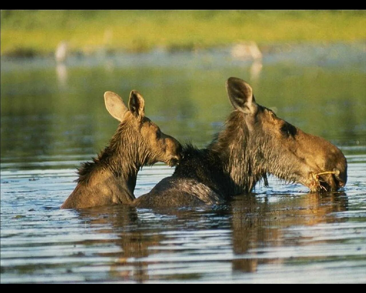 Лосиха с лосенком. Лось плавает. Лось в воде. Половодье животные. Лось море