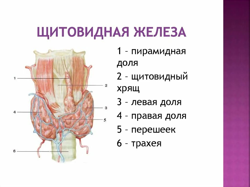 Строение доли щитовидной железы. Щитовидная железа расположение анатомия. Образование перешейка щитовидной железы