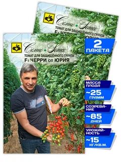 Томат от юрия отзывы