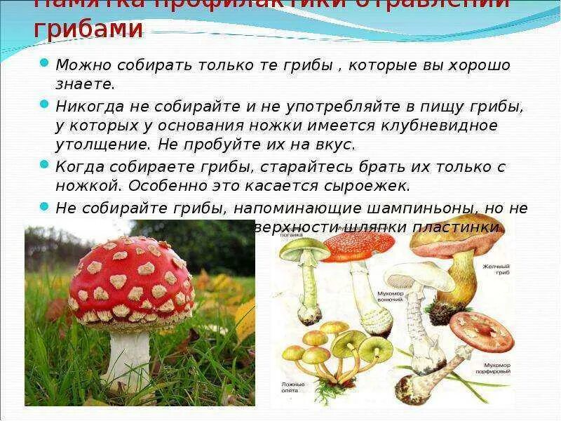 Можно ли детям давать грибы. Грибы которые можно собирать. шляпочные грибы употребляемые в пищу. грибы которыми моднл отравится. употребление грибов в пищу.