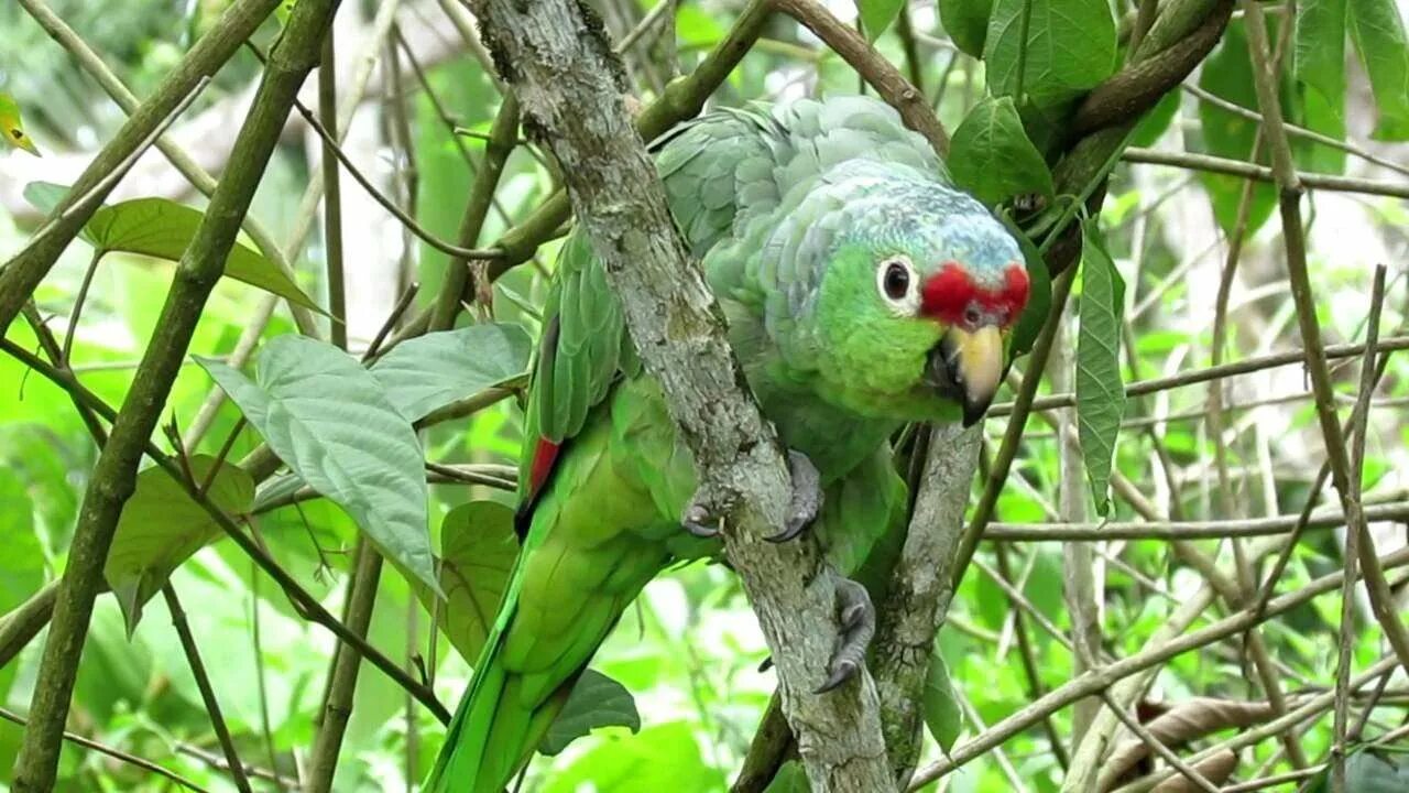 Амазон попугай. Желтоголовый Амазон попугай. Королевский амазонский попугай. Зеленощёкий Амазон. Животные переменно влажных лесов северной америки