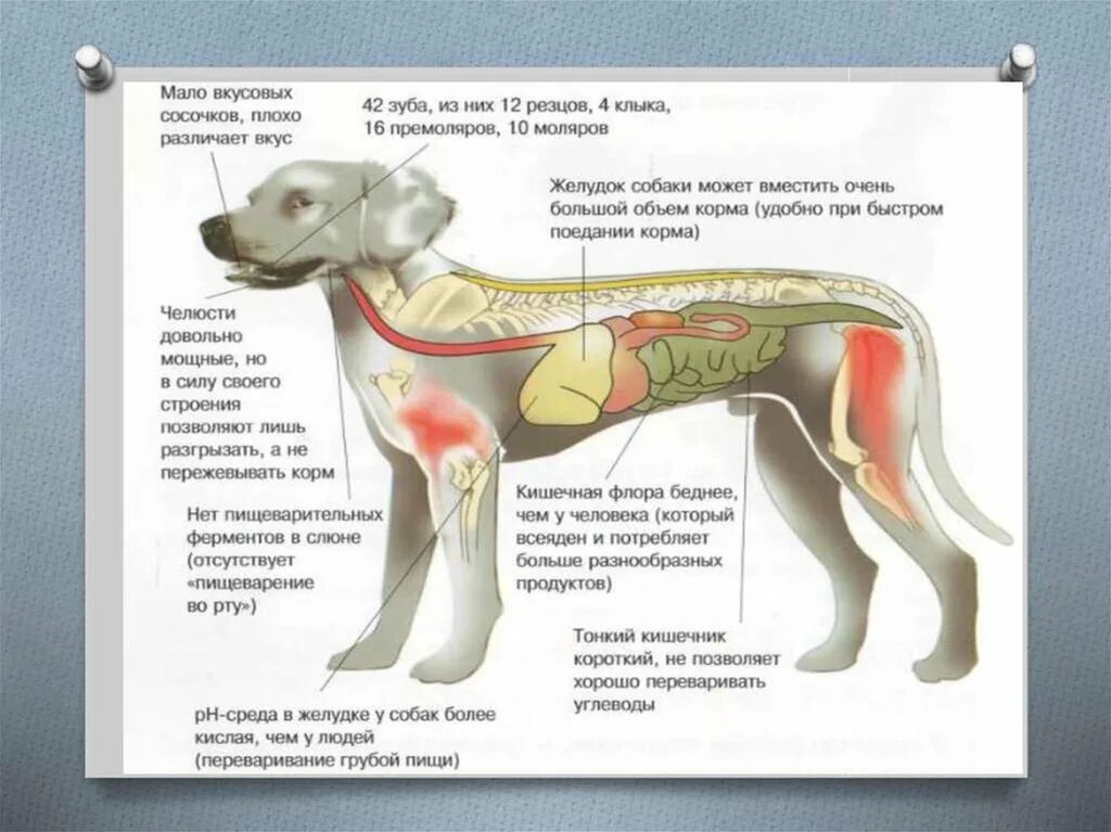 Кислотность у собак