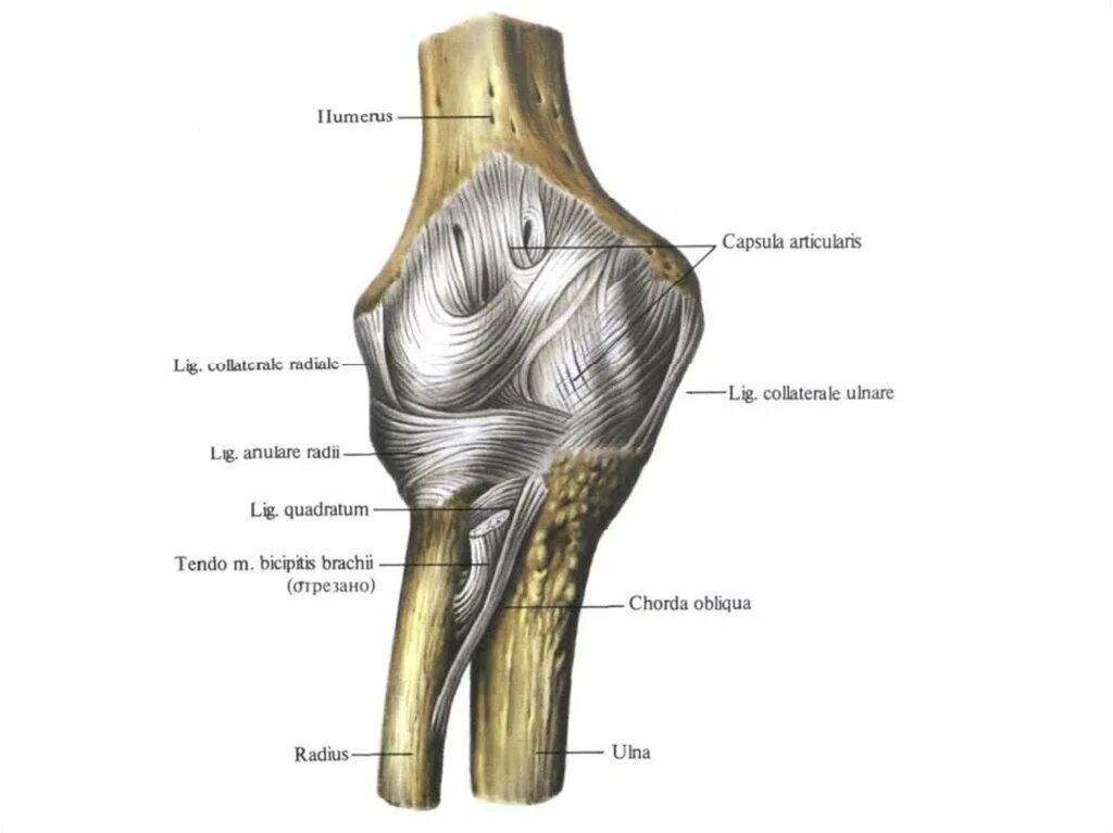 Связочный аппарат локтевого сустава. Локтевой сустав анатомия. Локтевой сустав анатомия костей. Связки локтевого сустава анатомия. Соединения локтевой кости