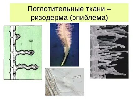Какая ткань формирует корневые волоски