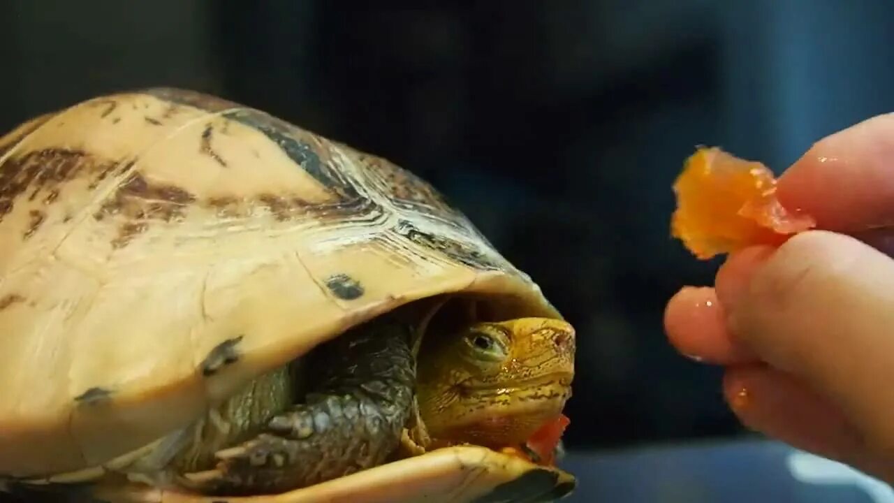 Красноухая черепаха. Красноухая черепаха питание. Красноухая черепаха сухопутная. Красноухая черепаха сухопутная красноухая черепаха. Черепахам можно капусту