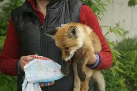 Лис приют для животных