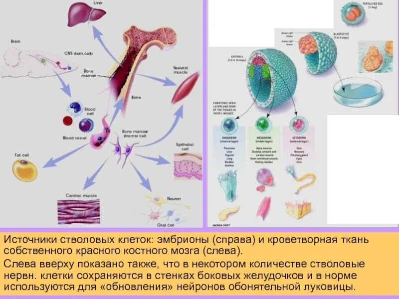 Сколько стволовых клеток. Стромальных клеток костного мозга.. Стволовые клетки костного мозга. Стволовая клетка костного мозга. Что такое стволовые клетки в организме человека.