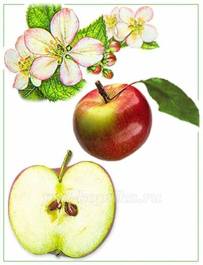 Яблоня биология. Род яблоня – malus. Яблоня лесная побег. Яблоня описание дерева. Яблоня биология.