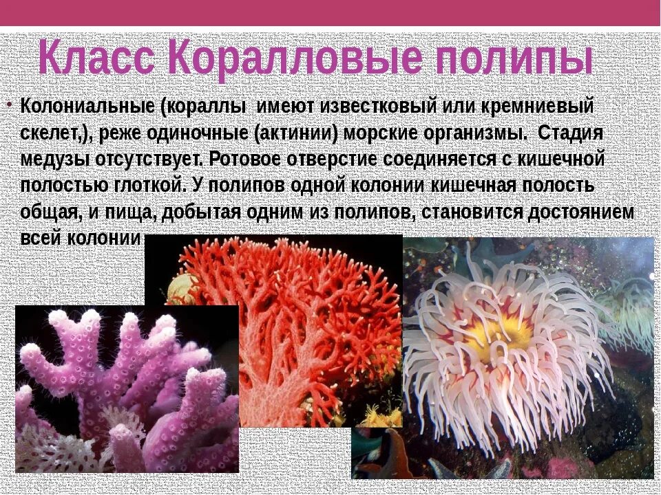 Кораллы полипы Кишечнополостные. Колониальные коралловые полипы представители. Коралловые полипы колониальные организмы. Строение коралловых полипов кишечнополостных.