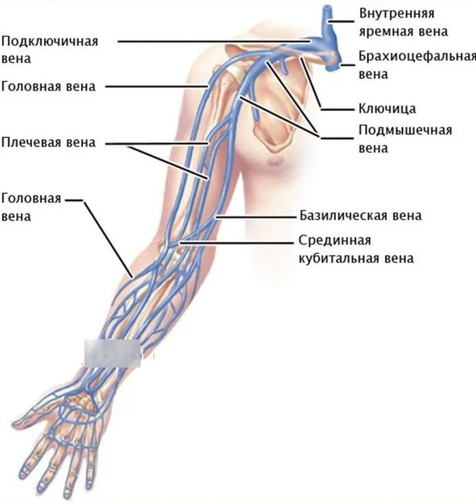 Вены верхней конечности анатомия схема. Кубитальная Вена верхней конечности. Поверхностные вены верхней конечности схема. Глубокие вены верхней конечности анатомия схема.