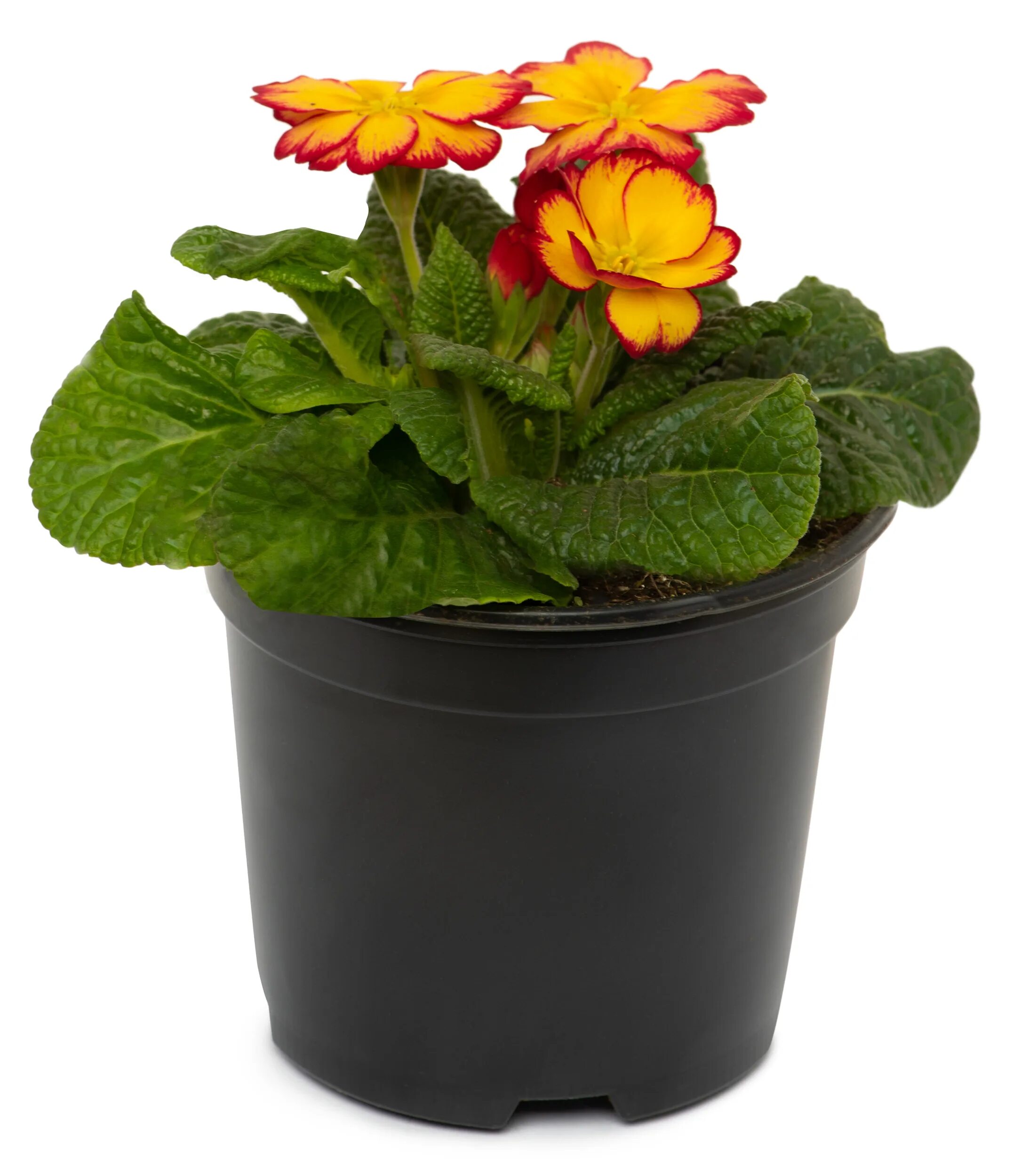 Примула в горшке. Примула леруа. Примула в горшке. Комнатный цветок пр мула. Примула микс.