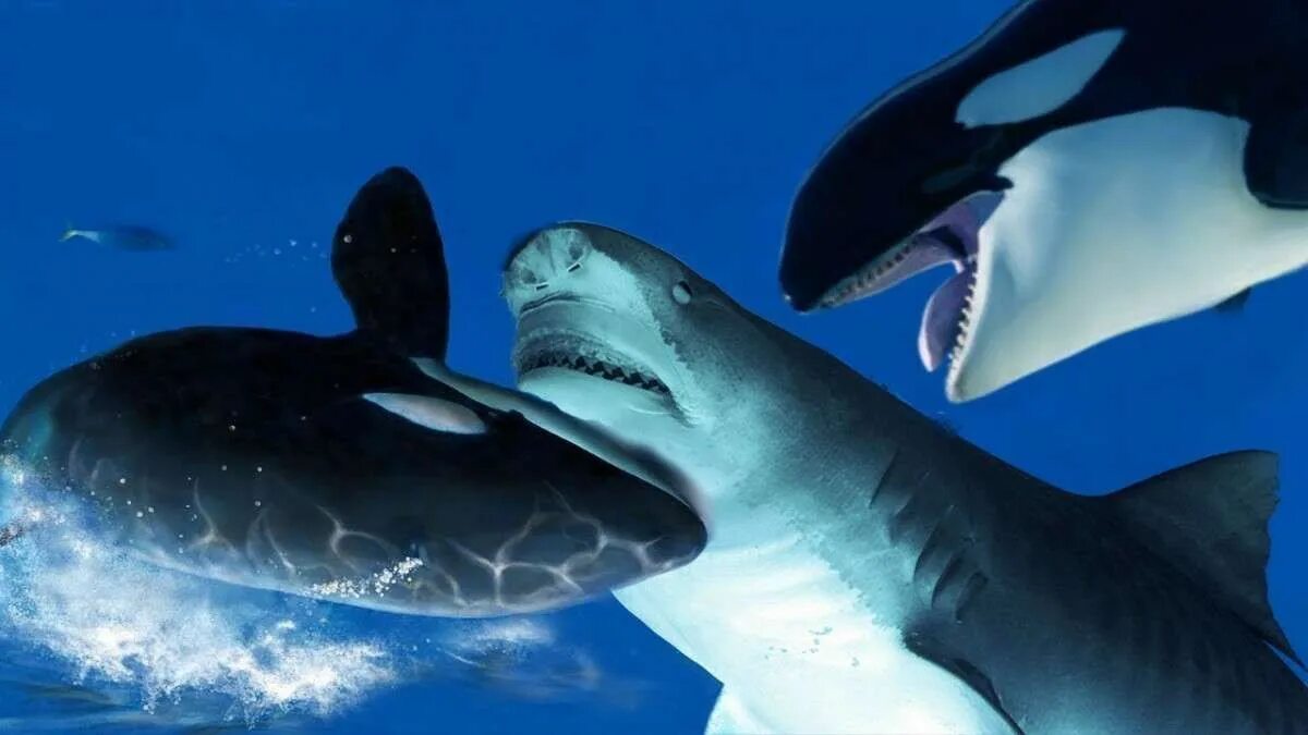 Белая акула против. Касатка Дельфин акула. Касатка vs белая акула. Касатка это кит или акула. Касатка против белой акулы.