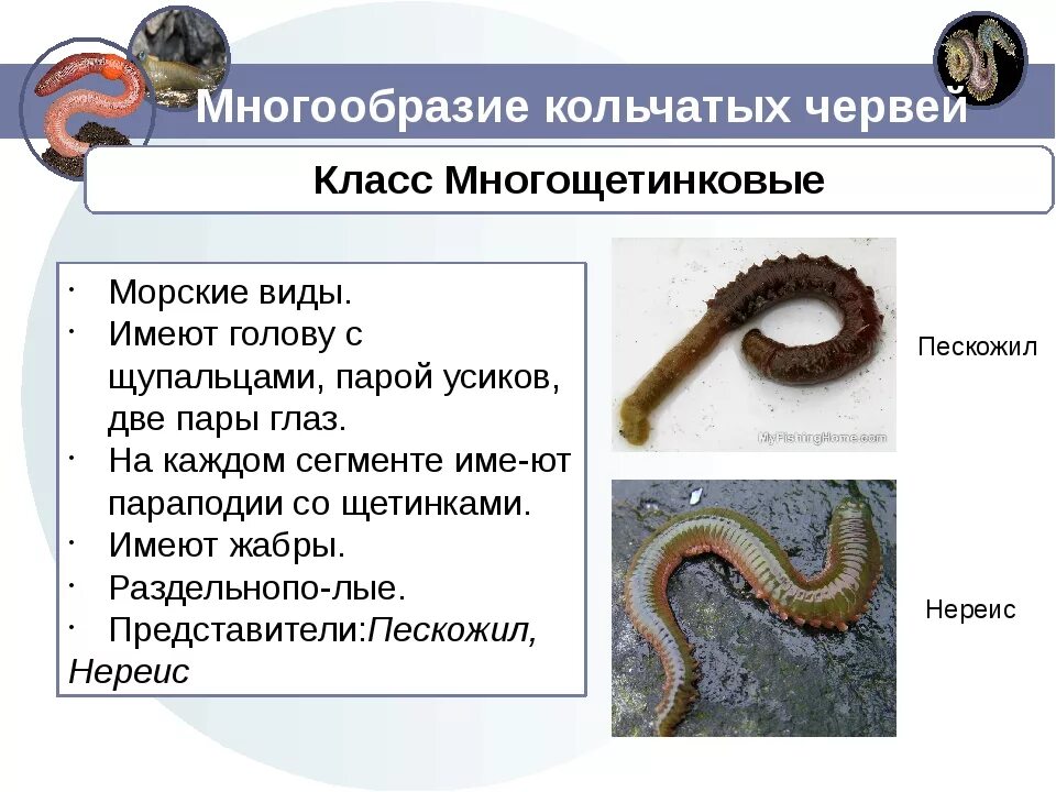 Почему многощетинковые получили такое название. Класс кольчатых червей тип многощетинковые. характеристика кольчатых червей 7 класс биология. класс многощетинковые черви общая характеристика 7 класс. тип кольчецы многощетинковые характеристики.