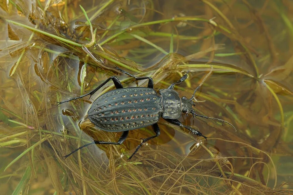 Жужелица среда. Жужелица золотистоямчатая. Carabus clathratus ареал. Жужелица решетчатая. Carabus (limnocarabus) clathratus.