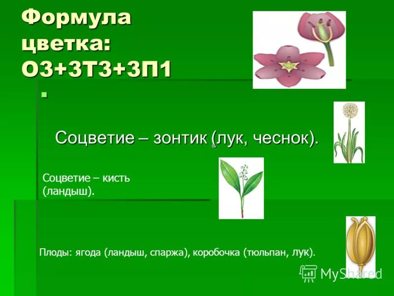 Формула однодольных луковых. Формула цветка о3+3т3+3п1 характерна для семейства. Соцветие тюльпана. Формула цветка о3+3 т3+3 п1 характерна для растений семейства. Формула о3 3т3 3п1