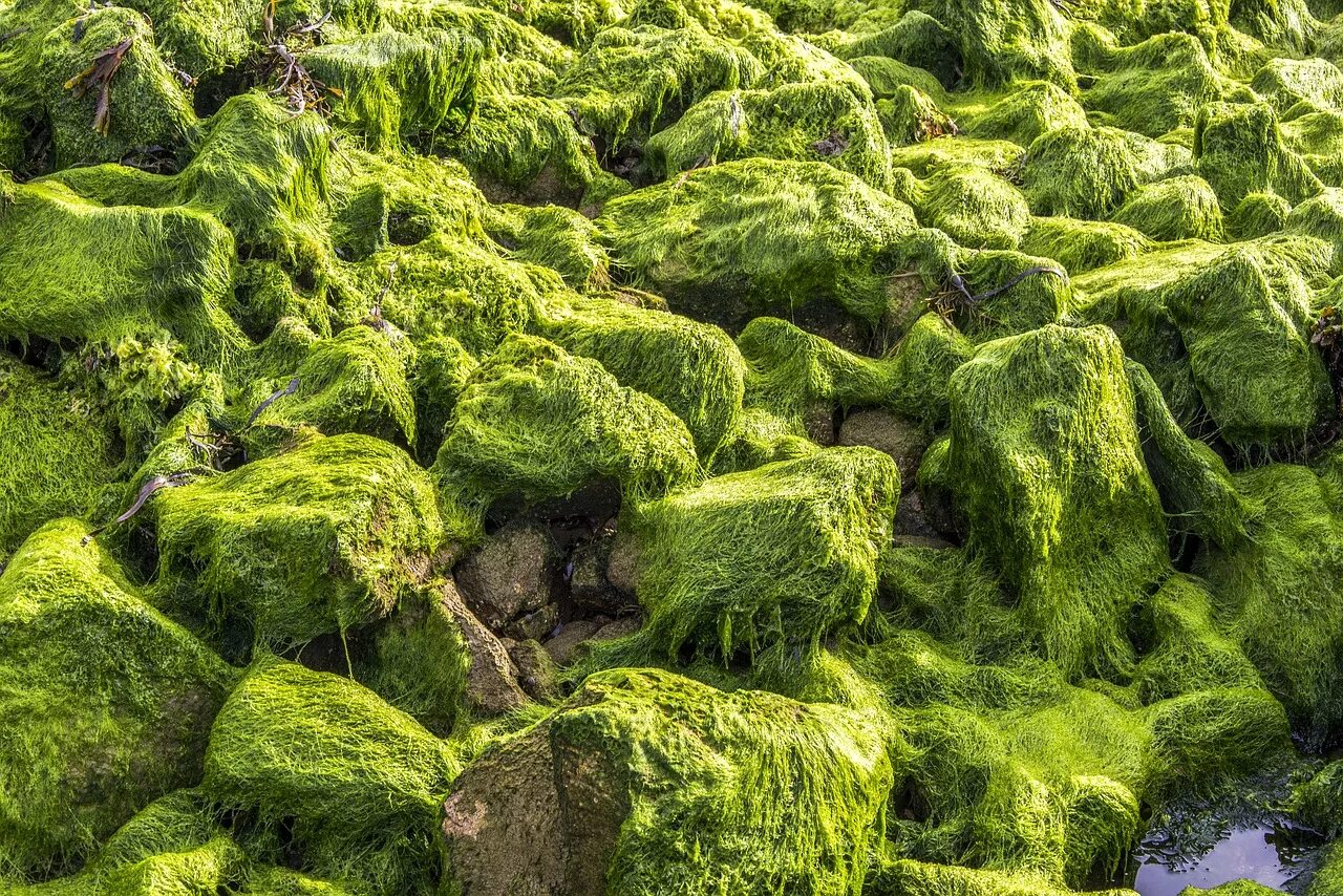 Водоросль чередующаяся. Аэрофитон водоросли. Термофильные синезеленые водоросли. «Зеленые водоросли» jomtam. Плеврококк водоросль.