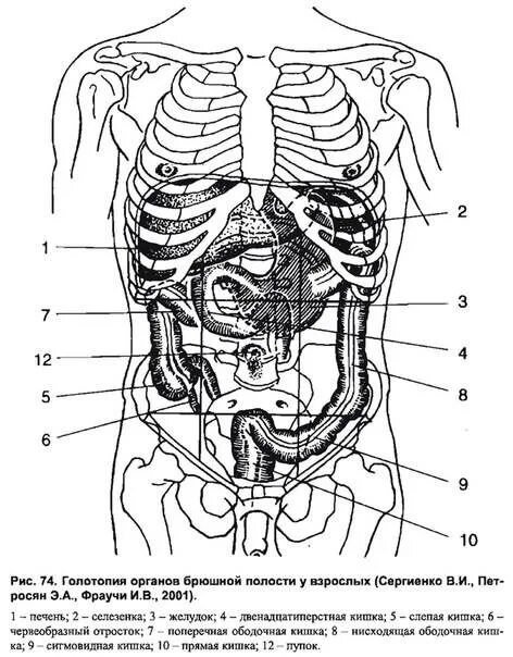 Органы живота. Топографическая анатомия внутренних органов. Топографическое расположение органов пищеварения. Схема органов брюшной полости. Строение внутренних органов женщины брюшная полость схема.