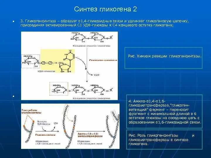 Фермент синтеза гликогена. Синтез гликогена биохимия. Гликоген ветвящий фермент. Ферменты синтеза гликогена. Синтез гликогена реакции.