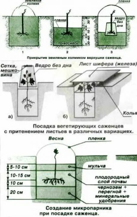 Посадка винограда весной в открытый грунт. Посадка винограда весной саженцами в открытый грунт. Правильная посадка саженцев винограда весной в грунт. Посадка винограда весной саженцами для начинающих.