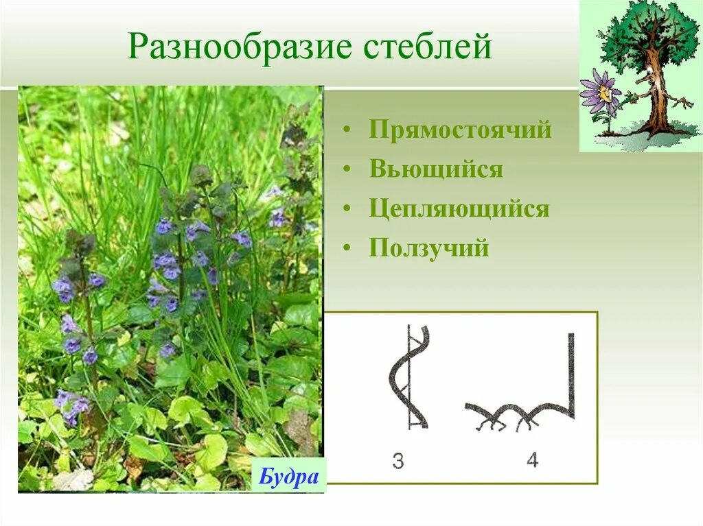 Разнообразие стеблей презентация. Разнообразие стеблей. разнообразие стеблей прямостоячий. стебель растения ползучий цепляющийся прямостоячий. стебель прямостоячий ползучий вьющийся.