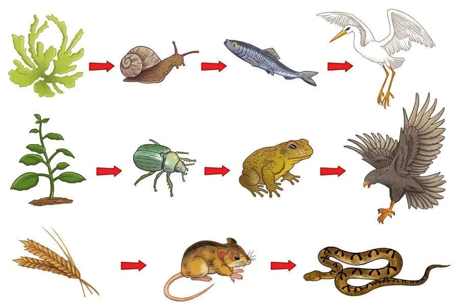 Цепь питания из трех звеньев. Пищевые Цепочки 5 класс биология. Цепочка питания биология 5. Пищевая цепочка в природе 5 класс биология. Цепь питания биология 5 класс пищевая цепь.