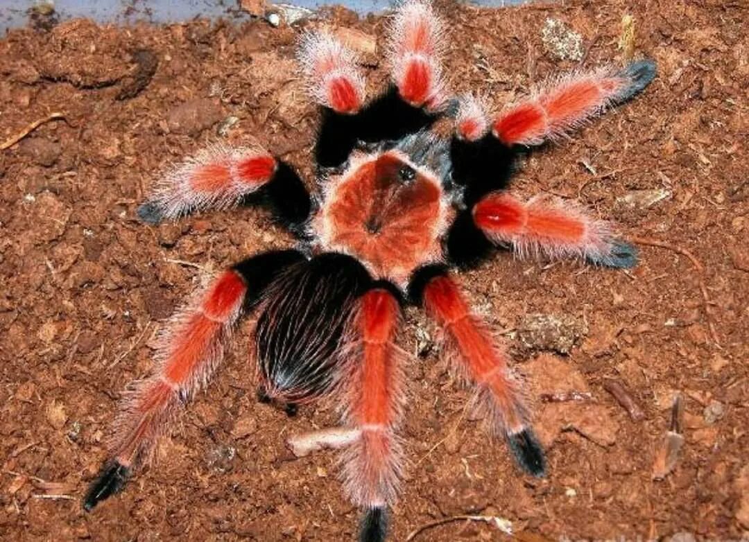 авикулярия версиколор. пауки птицееды нигриколор. брахипельма эмилия. птицеед нанду хроматус. Chilobrachys fimbriatus самец.