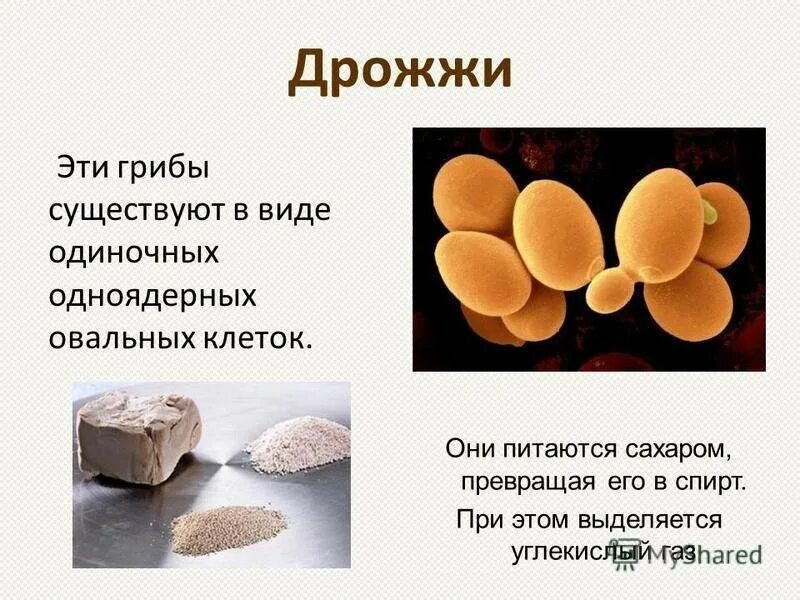 Дрожжи. Виды пищевых дрожжей. Дрожжи презентация. Дрожжи примеры грибов. Виды пекарских дрожжей.