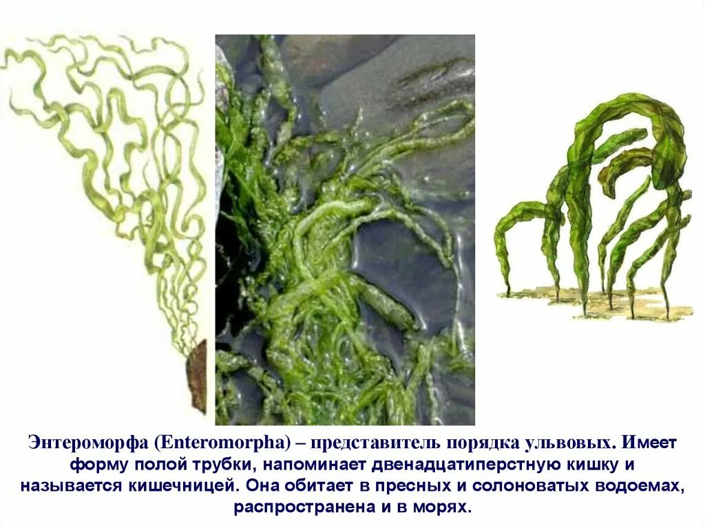Водоросли осуществляют. Энтероморфа водоросль. Зеленая водоросль энтероморфа. Энтероморфа кишечница водоросль. Черноморская энтероморфа.