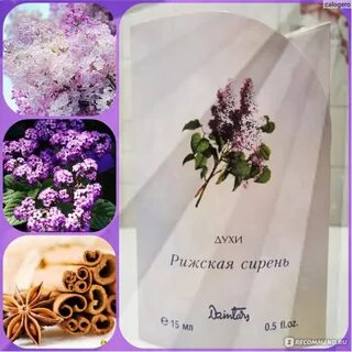 Рижская сирень