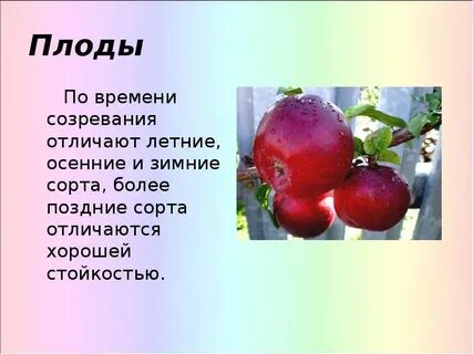 Яблоко это растение или нет